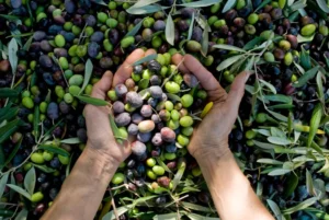 aceitunas-negras-y-verdes