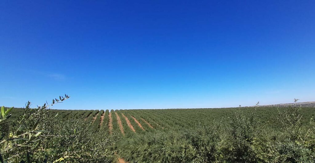 Home-asesoramiento-y-consultoría-agraria-para-olivar-y-almendro