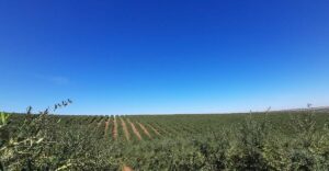 Home-asesoramiento-y-consultoría-agraria-para-olivar-y-almendro