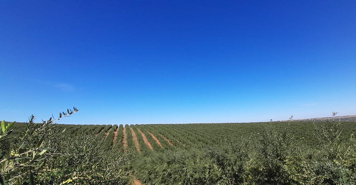 Home-asesoramiento-y-consultoría-agraria-para-olivar-y-almendro