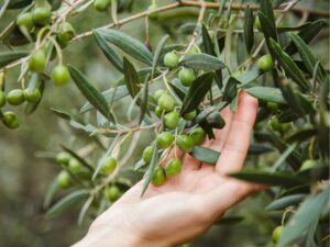 Sistemas y Métodos de Protección de Cultivos Optimizando la Agricultura Moderna - AGR