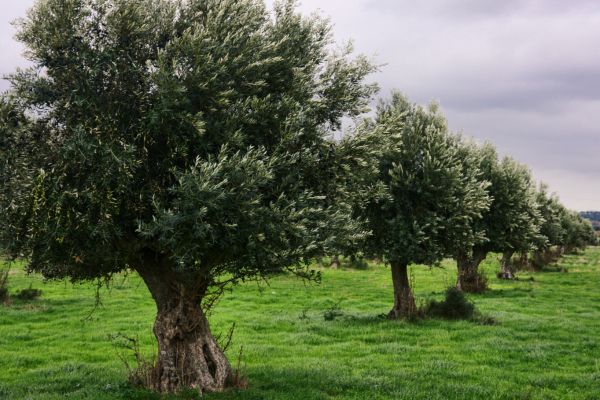 ¿Es rentable invertir en olivos? - AGR