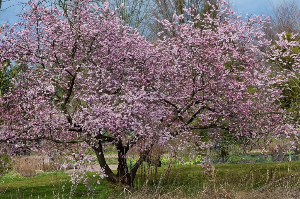 Cuándo florecen los almendros AGR De Prado