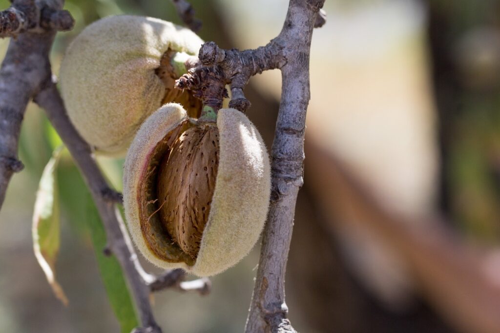 Cuándo florecen los almendros AGR De Prado