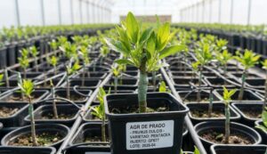 Calidad de Planta de Vivero en Plantaciones
