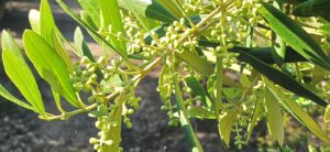 Ramas de olivo florecidas.