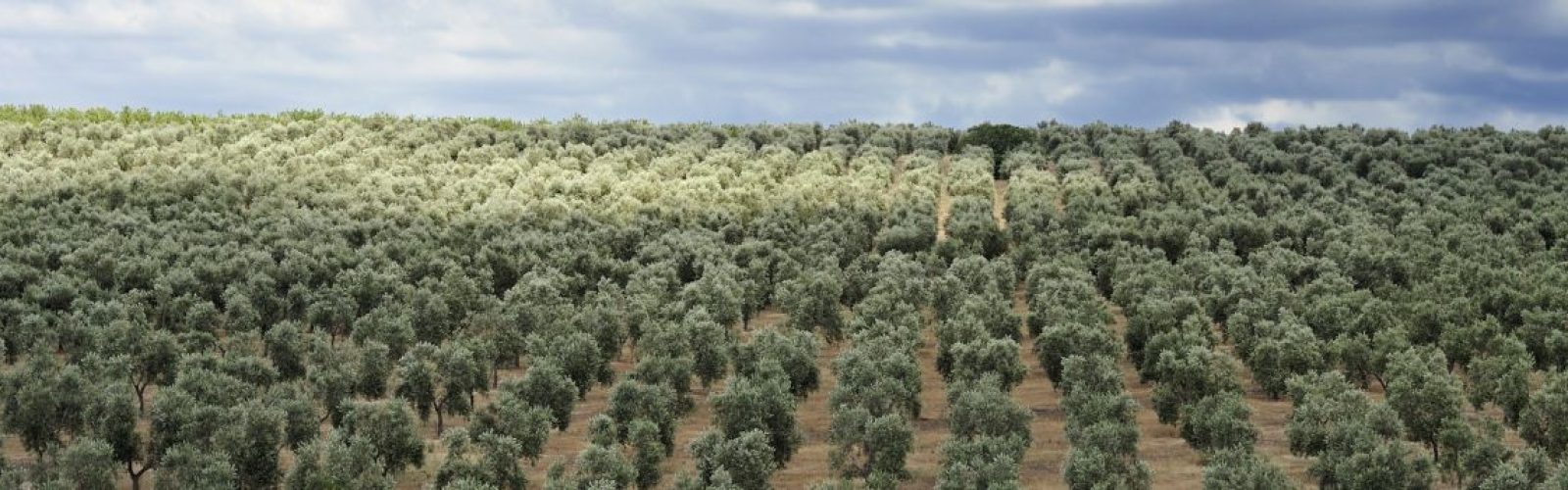 ¿Cuáles son los cultivos más rentables en España? - AGR