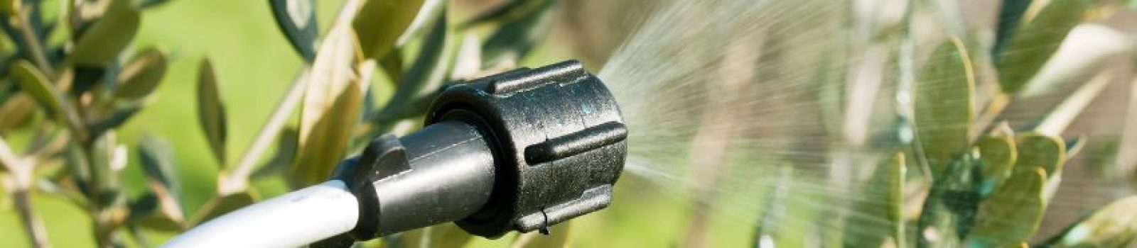 aplicacion-foliar.de-cobre-para-olivar