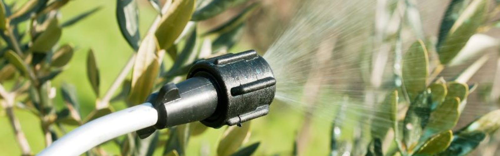 aplicacion-foliar.de-cobre-para-olivar